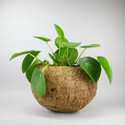 Set: Money Plant with Eco Coconut Pot | Pilea Peperomioides