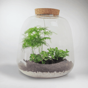 Rainforest Plant Terrarium DIY Kit | Easy Care Miniature Rainforest