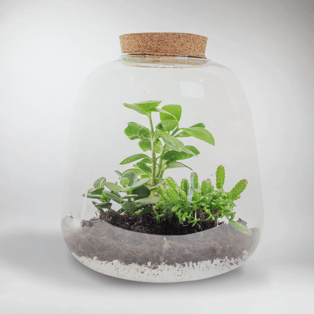 Kit Terrarium Plantes Tropicales Ecosysteme Miniature BloomboxClub