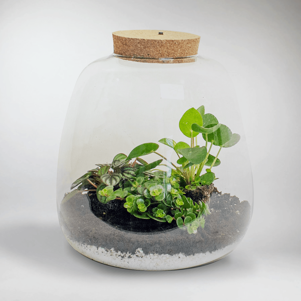 Kit diy pour terrarium 3 plantes.