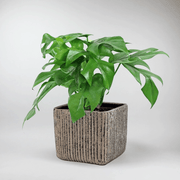 Small sized Monstera Minima in square pot