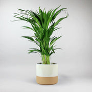 Tropical Palm Areca - Indoor  Paradise