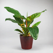 Set: Philodendron 'Imperial Green', Berry Pot and Fairy Lights