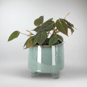 Velvety plant - Philodendron 'Micans' delivery