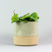 Green Sweetheart Plant | Philodendron scandens 12 cm - Bloombox Club