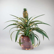 Pineapple Plant | Ananas comosus 'Pygmy Amigo'
