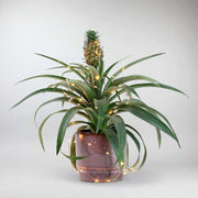 Pineapple Plant - Tropical Elegance with Distinctive Form