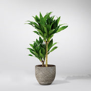 Dracaena plant Janet Craig Compacta in cement pot
