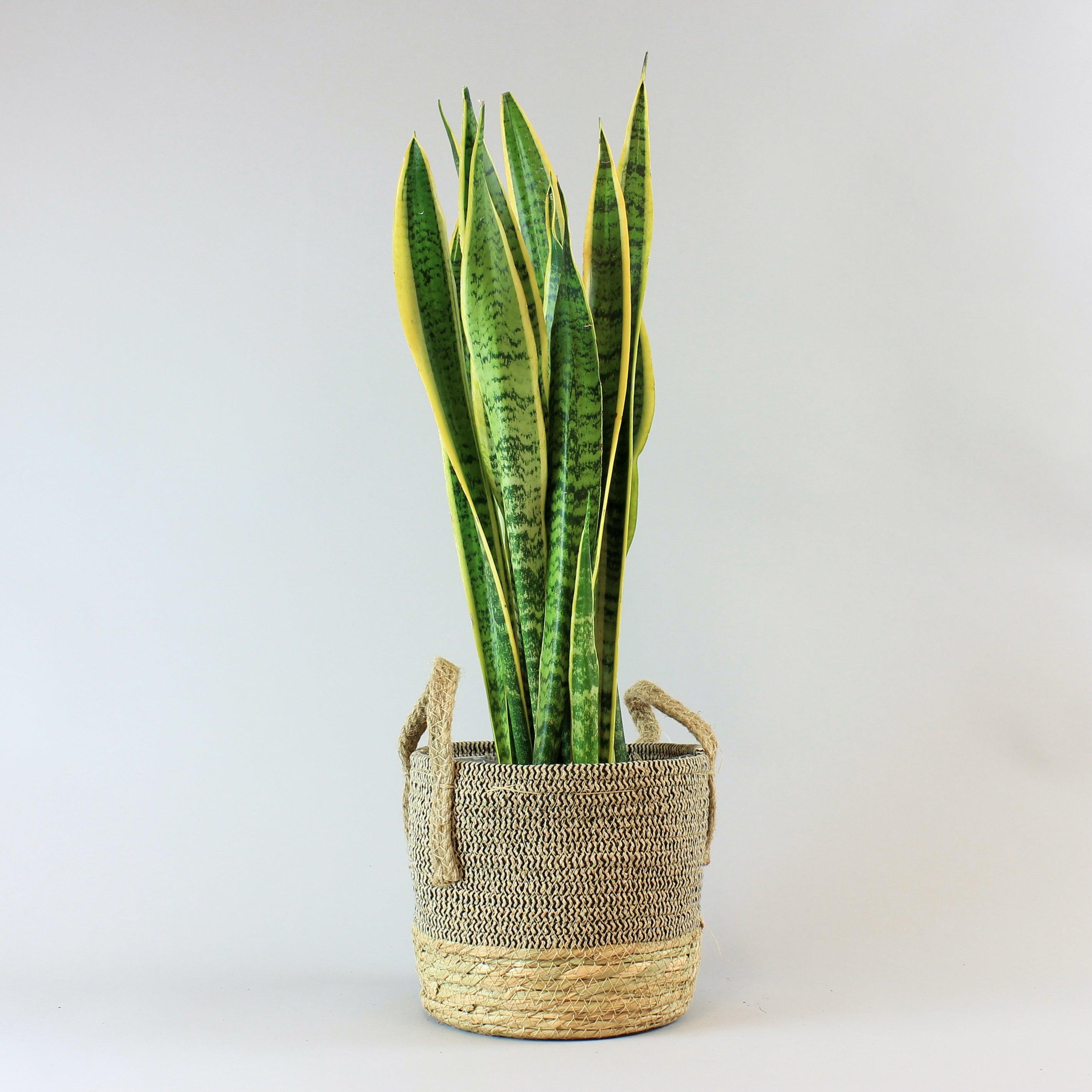 Plant and boho basket duo - Sansevieria Laurentii in Natural Fibre Basket