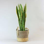 Plant and boho basket duo - Sansevieria Laurentii in Natural Fibre Basket