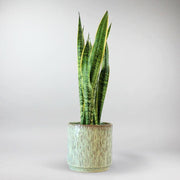 Snake Plant Laurentii - Urban Greenery
