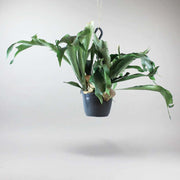 Staghorn Fern - Rustic Decor with Antlered Greenery