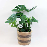 Monstera Deliciosa Plant- Unique Foliage Statement