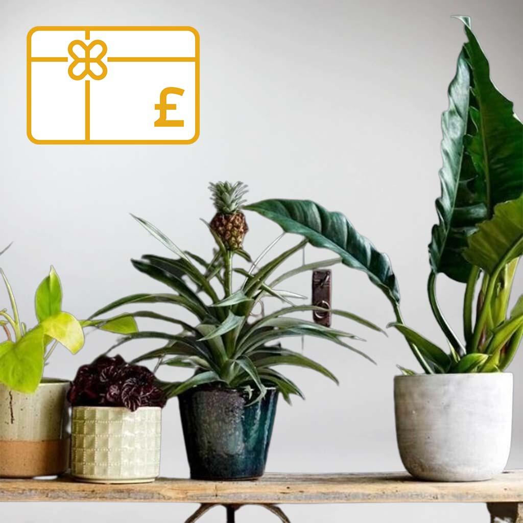 Gift Vouchers Indoor Plants & Natural Accessories Bloombox Club