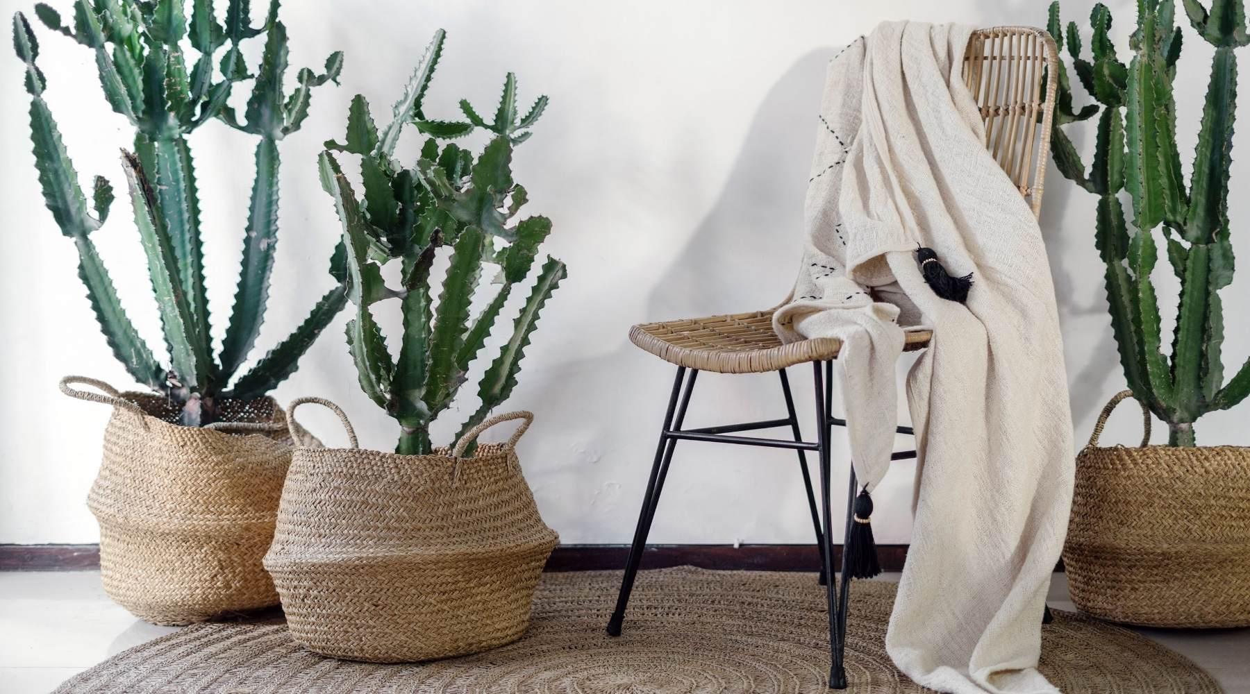 10 Best Plants to Brighten Up Your Hallway  Bloombox Club