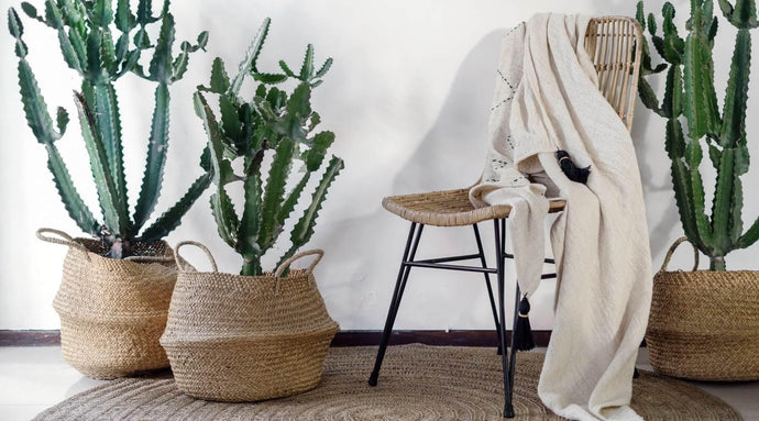 10 Best Plants to Brighten Up Your Hallway