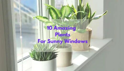 10 Amazing Indoor House Plants For Sunny Windows  Bloombox Club