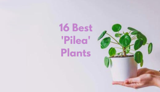 16 Best Pilea Plant Types and Varieties To Plant In Your Home