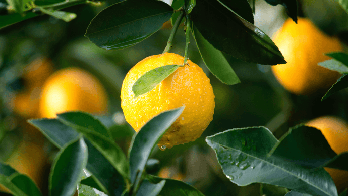 Make Your Own Lemonade This Spring