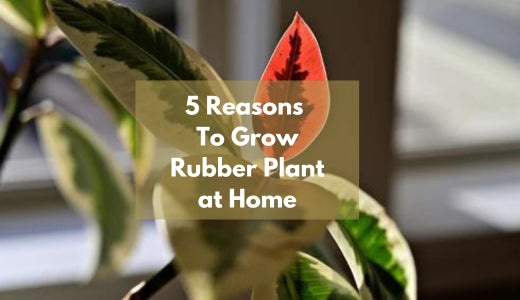 5 Reasons to grow Rubber Plant at Home