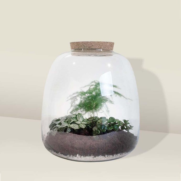 Top kid friendly terrariums great for kids and parents
