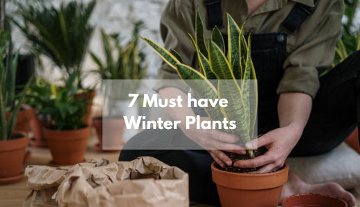 7 Must-Have Plants For Winter