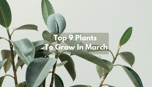 What To Plant In March - 9 Best Plants To Grow In March