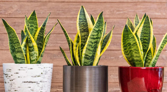 A Guide To Snake Plants: Care And Benefits