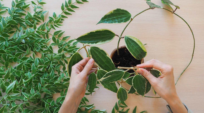 A Perfect Guide on How to Care & Decorate your Space with Hoyas