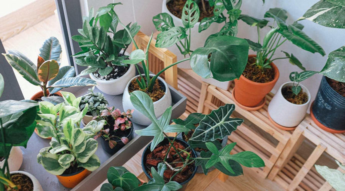A Plant For Every Room