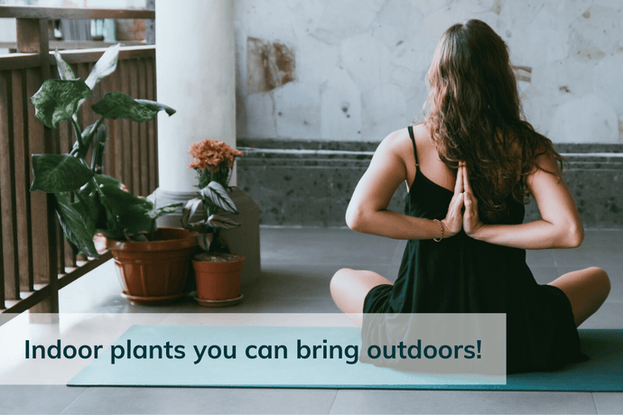 Houseplants for Balconies, Terraces and Covered Gardens
