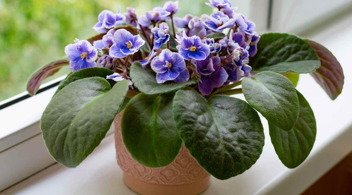 African Violet - Speciality, Care And Growing Guide