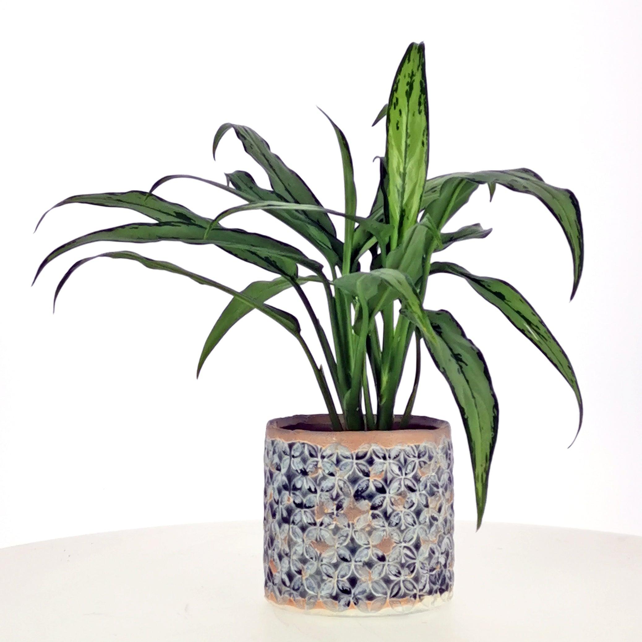 Plant Care Guide A-Z | Chinese Evergreen Cutlass | Aglaonema Cutlass   Bloombox Club