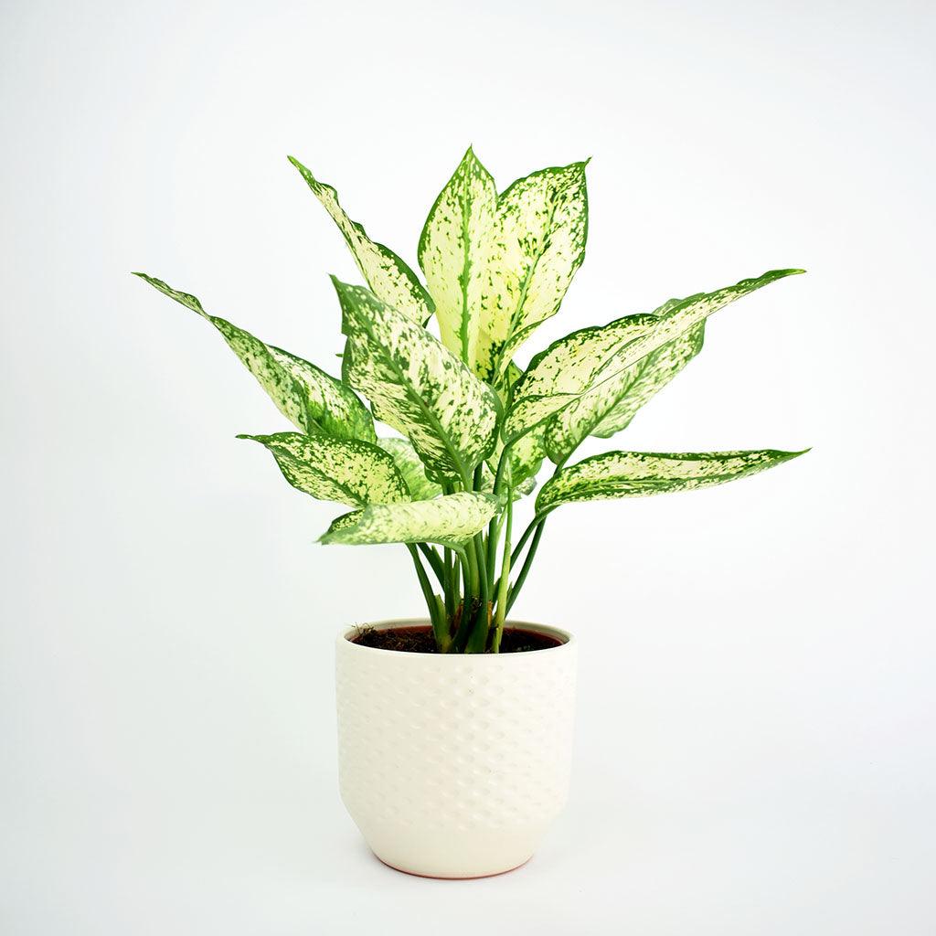 Aglaonema First Diamond