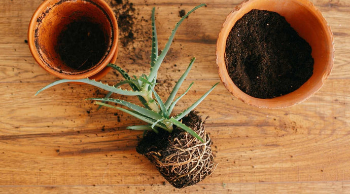 All Your Repotting Questions Answered!