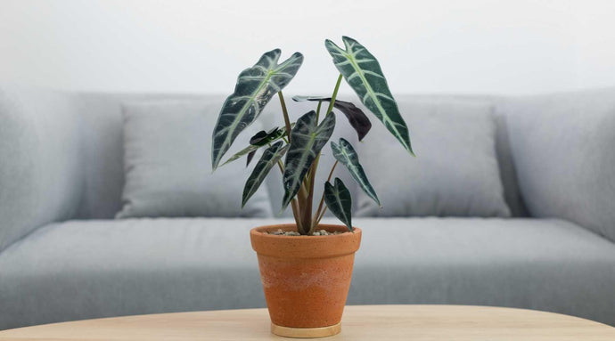 Alocasia Plants - Essential Care Tips