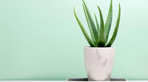 Aloe Vera Plant Care - How To Grow Them, Benefits And Care tips