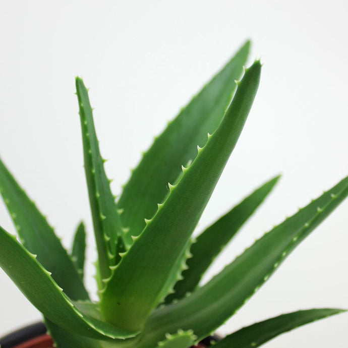 How to Harvest Your Own Aloe Gel