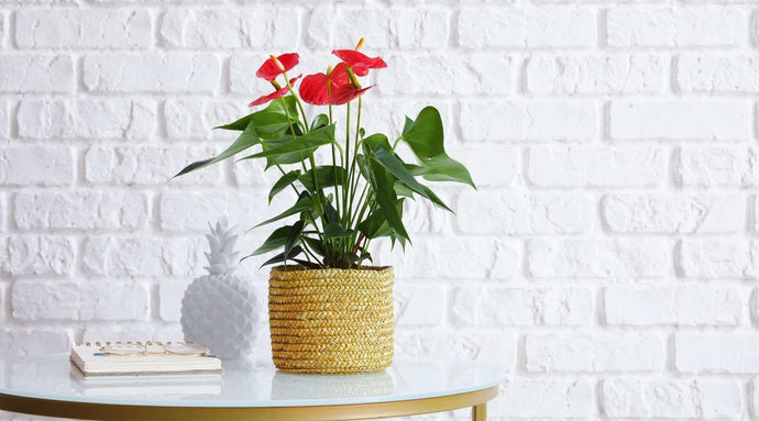 Anthurium - A Guide to Varieties and Caring Tips