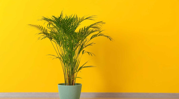 Areca Palm Care Guide - How To Take Care, Tips & Tricks