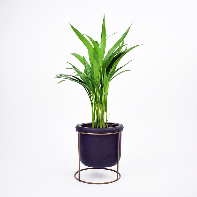 Areca Palm | Dypsis lutescens