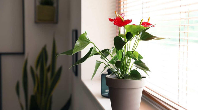 15+ Beautiful Flowering Plants For Growing Indoors
