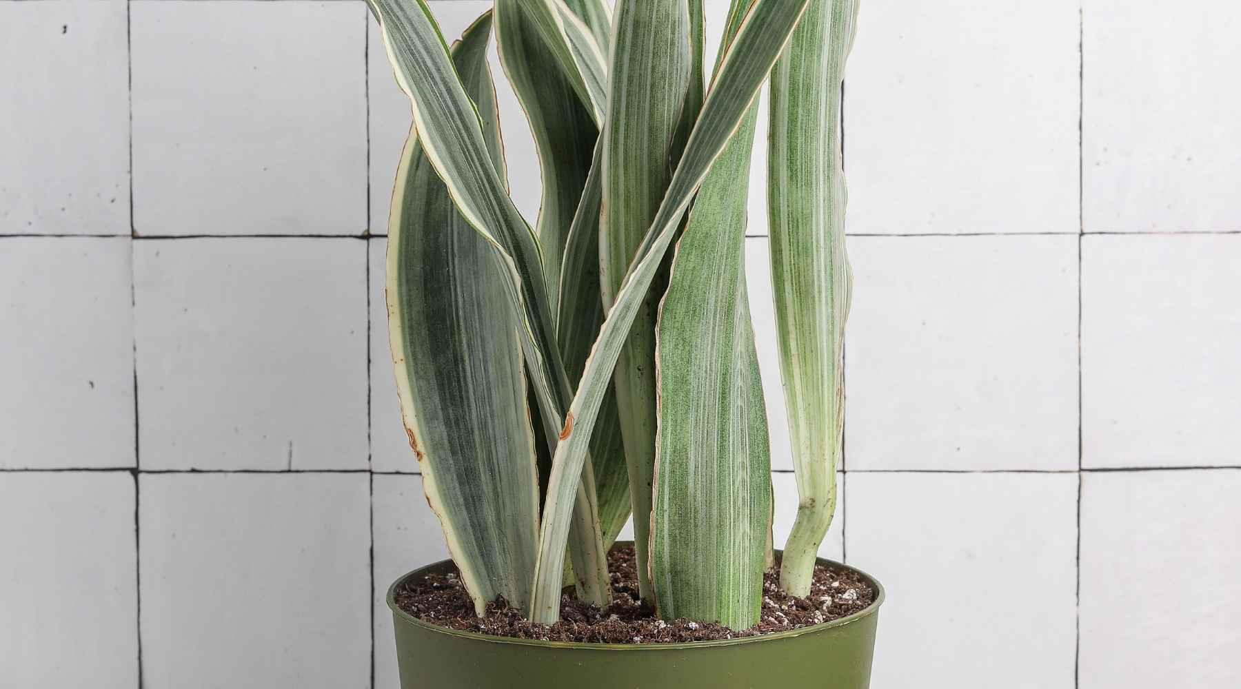 art with plants Jungle Squared Plant and Moss Wall Art (80cm) main image 1