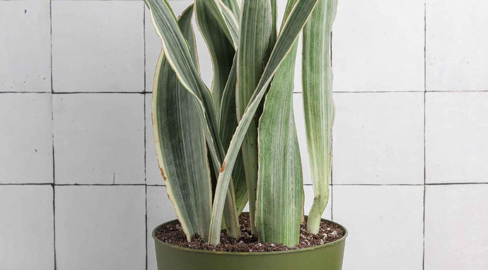 Our Guide To The Best Bathroom Plants