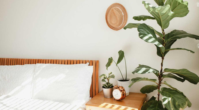 Best Bedroom Plants To Help You Relax And Sleep