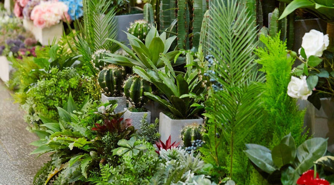 Best Houseplants for Your Skin