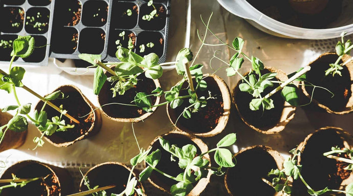 Best Plants for Productivity, Concentration and Mood