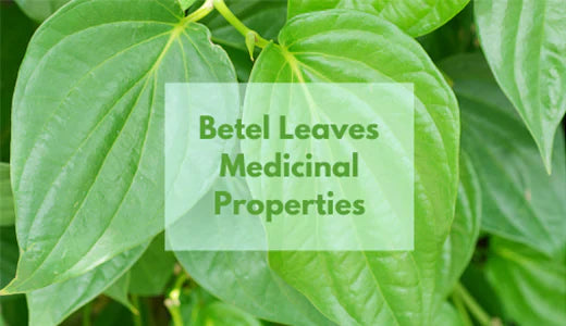 The Incredible Medicinal Benefits of Betel Leaves & Essential Growing Tips