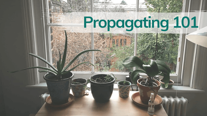 How to Propagate Indoor Plants