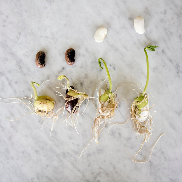 How to Germinate Plants from Seeds